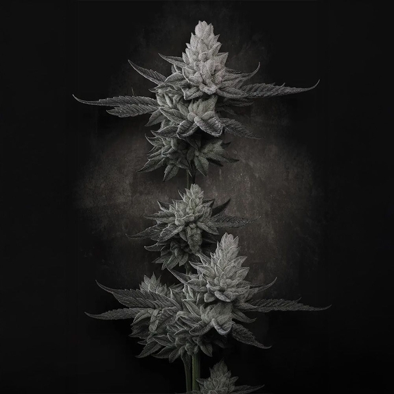 Chem Cake Cannabis Seeds