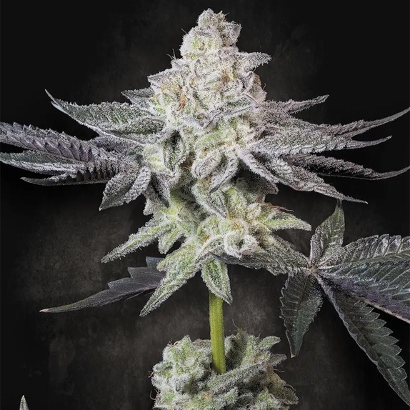 Emerald Envy Cannabis Seeds