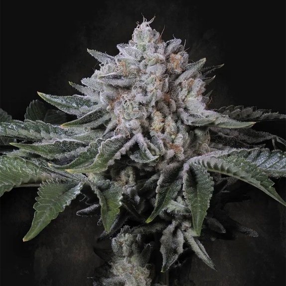 Peach Frosting Cannabis Seeds