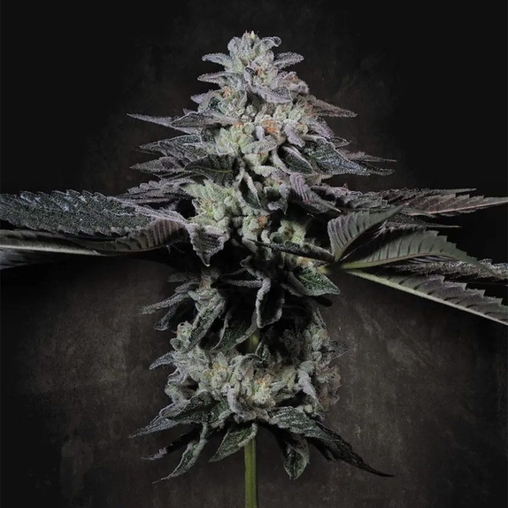 Tropicana Crush Cannabis Seeds