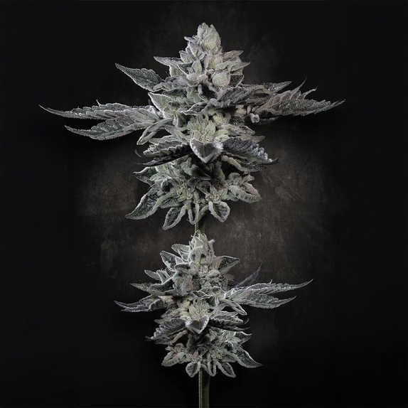 G-Force Cannabis Seeds