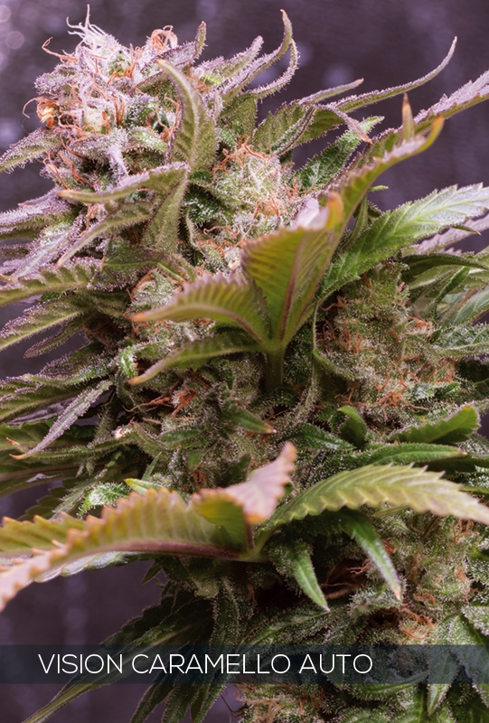 Vision Caramello Auto  Cannabis Seeds