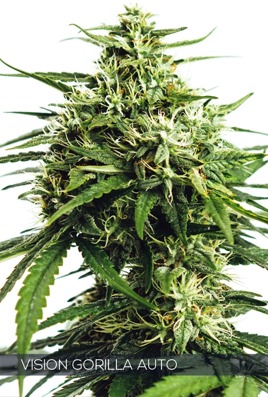 Vision Gorilla Auto Cannabis Seeds