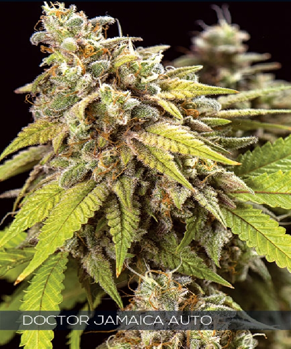 Doctor Jamaica Auto  Cannabis Seeds