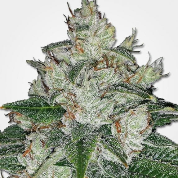 Auto Blueberry x Auto Sweet Tooth Cannabis Seeds