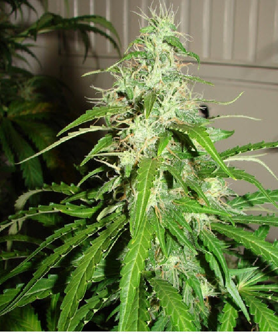 Sour Diesel Haze Auto Cannabis Seeds