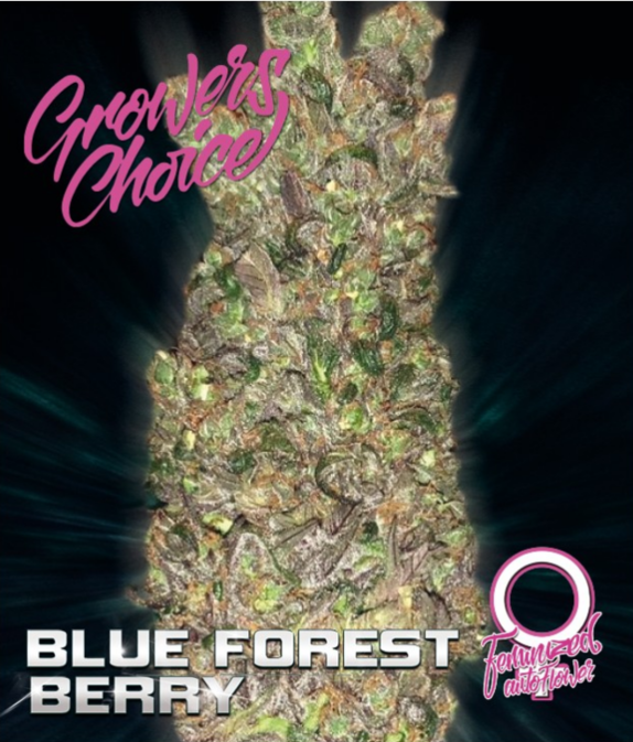  Blue Forest Berry Auto  Cannabis Seeds