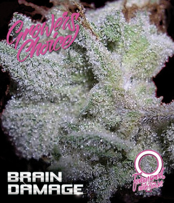 Brain Damage Auto Cannabis Seeds