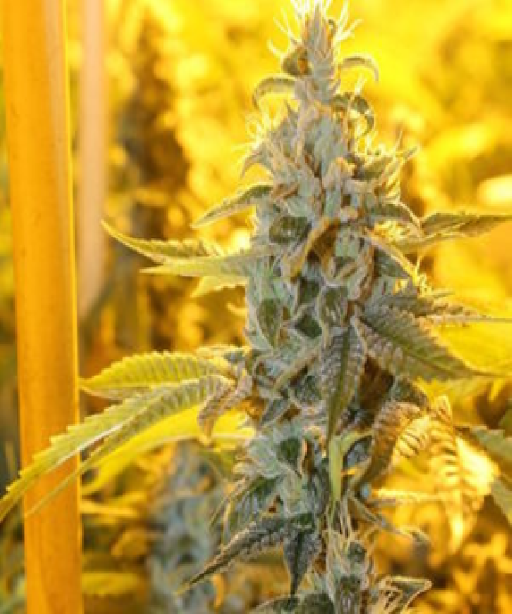 Triangle Kush Haze Cannabis Seeds