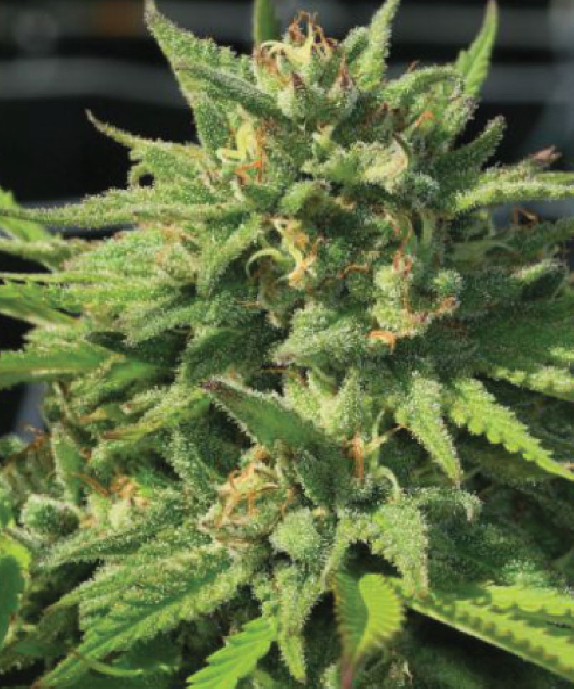 Bigfoot Glue Cannabis Seeds