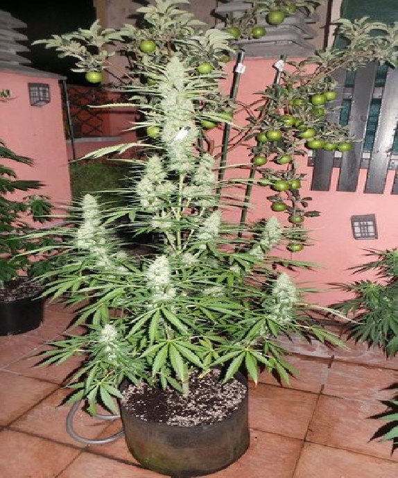 Spacer SuperAuto By Stitch Cannabis Seeds