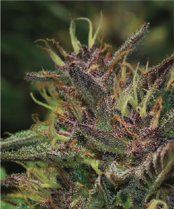 Blueberry Muffin Cannabis Seeds