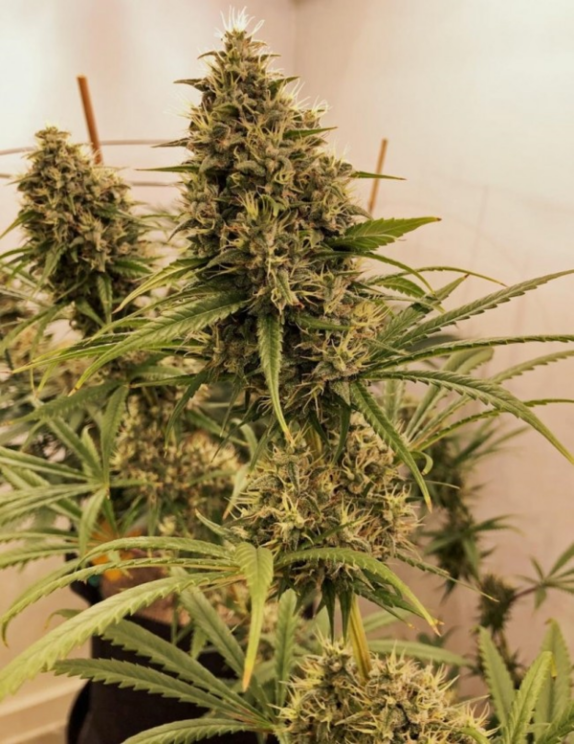 Guawi Feminised Cannabis Seeds