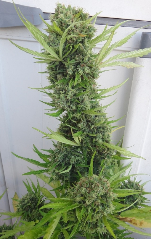 Auto Zamaldelica Feminised Cannabis Seeds