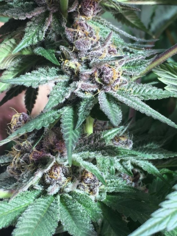 Bubba Kush x PCK Feminised Cannabis Seeds