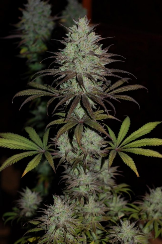 CBD#1 Feminised Cannabis Seeds