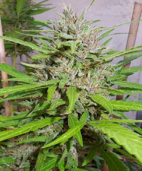 Honduras x Panama Feminised Cannabis Seeds