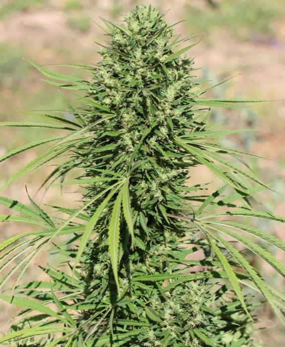 Moroccan Beldia Kif Feminised Cannabis Seeds