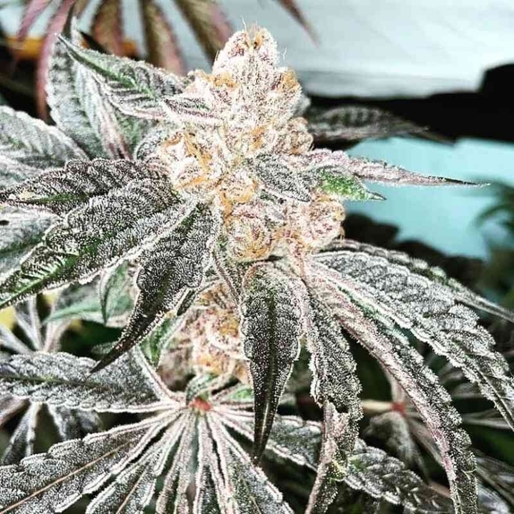 In House Genetics 33rd Degree Cannabis Seeds
