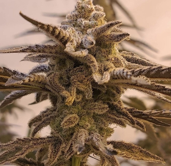 In House Genetics Apple Jax Cannabis Seeds