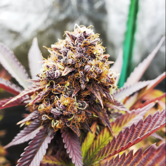 In House Genetics Banana Cake Cannabis Seeds