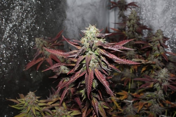 In House Genetics Banana Cream Pie Cannabis Seeds