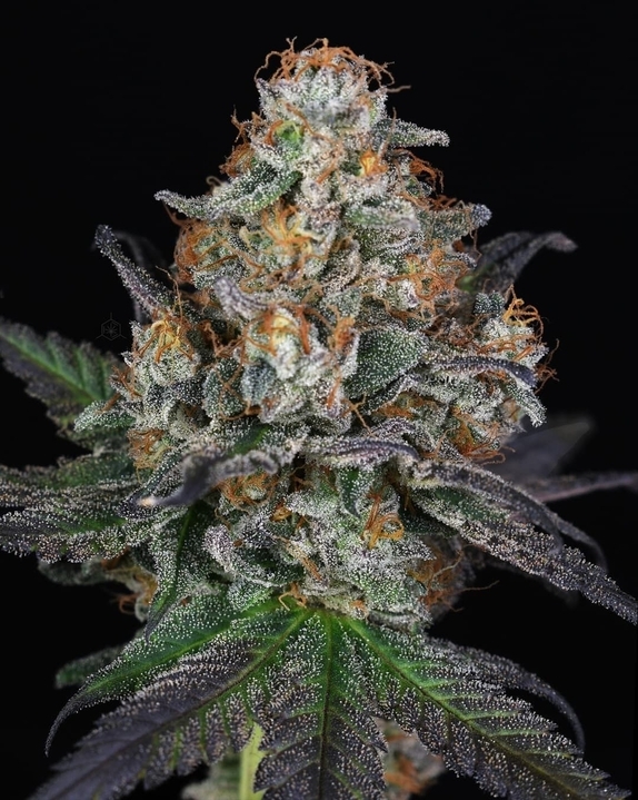 In House Genetics Bananasicle Cannabis Seeds