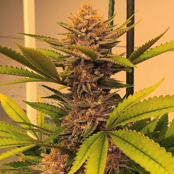 In House Genetics Bananium Cannabis Seeds