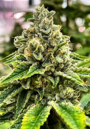 In House Genetics Black Cherry Breath Cannabis Seeds