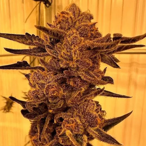 In House Genetics Black Cherry Flambe Cannabis Seeds