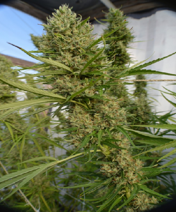 Super Malawi Haze Feminised Cannabis Seeds