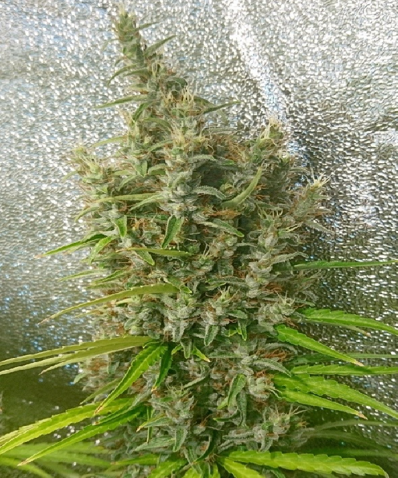 Thai x Panama Feminised Cannabis Seeds