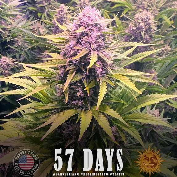 Do-Si-Dos Auto Cannabis Seeds