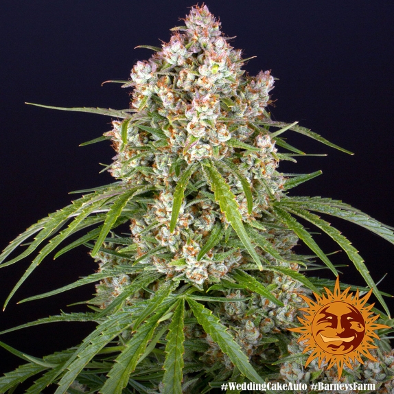 Wedding Cake Auto Cannabis Seeds