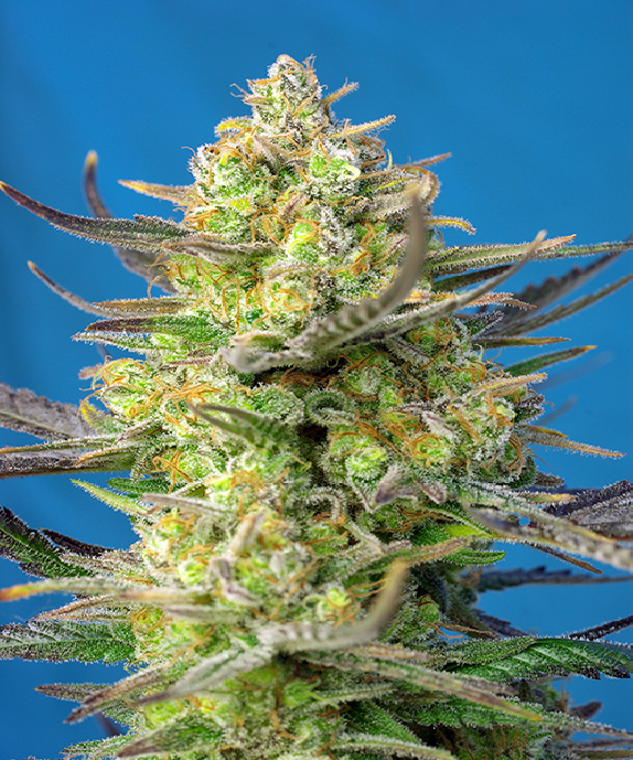 Sweet Cheese XL Auto Cannabis Seeds