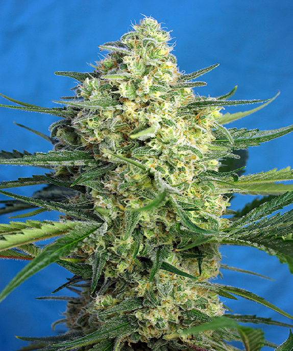 Jack 47 XL Auto Cannabis Seeds