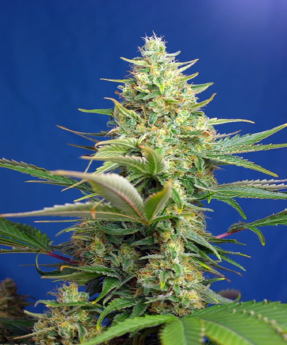 Sweet Pure Auto CBD Cannabis Seeds