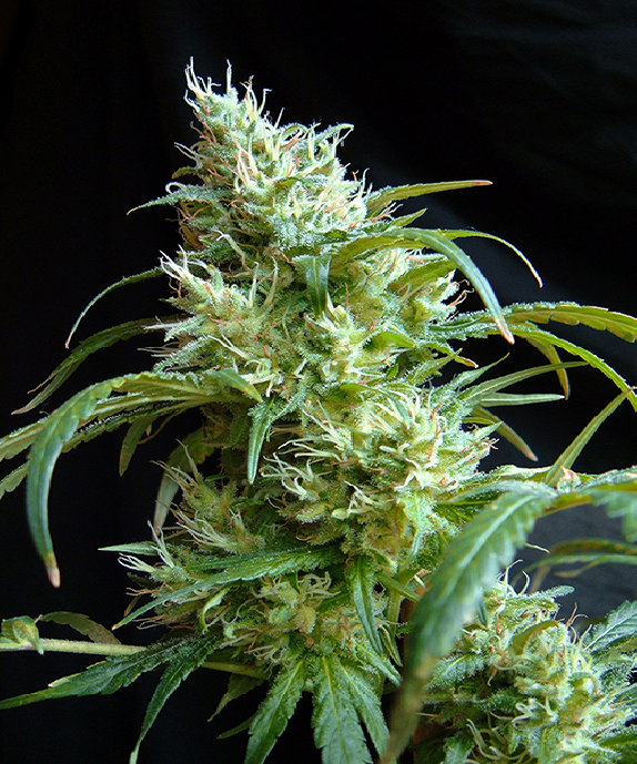 Flash Back #2 Cannabis Seeds