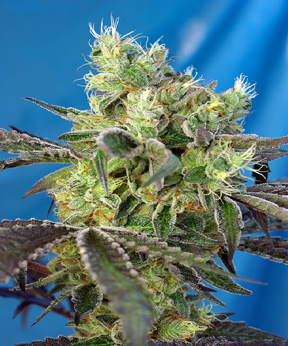 Do-Sweet-Dos Cannabis Seeds