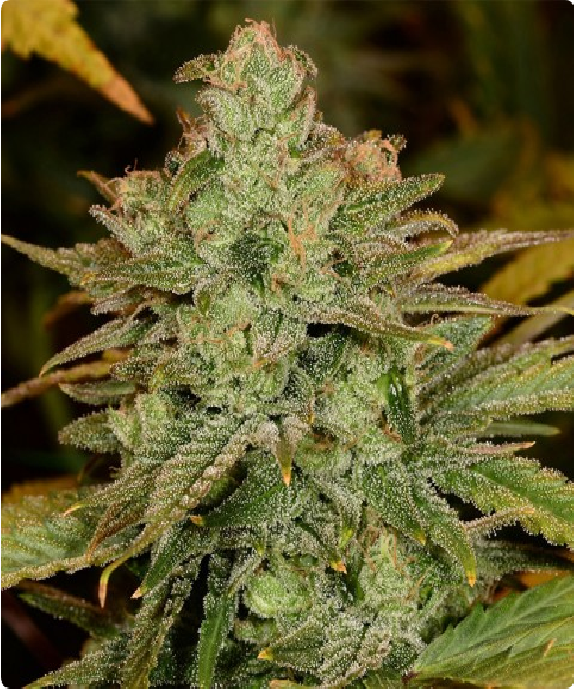 Canadian Cheese Feminised Cannabis Seeds