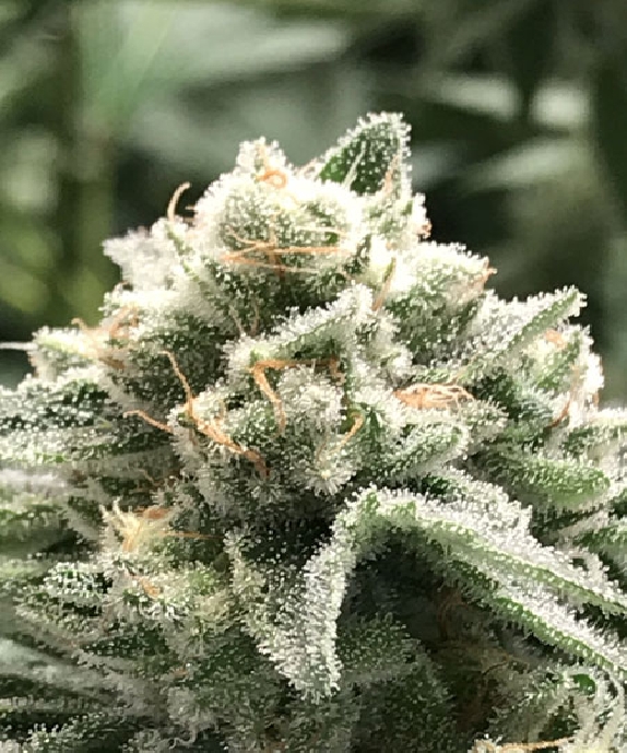 Sublimator Feminised Cannabis Seeds