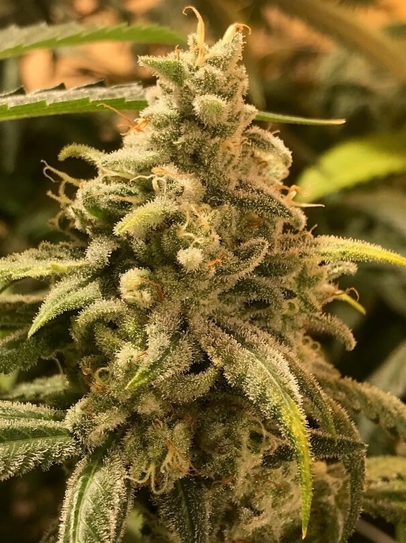 Deadcheese Feminised Cannabis Seeds