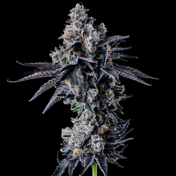 Wizard Trees Genetics Empire 54 Cannabis Seeds