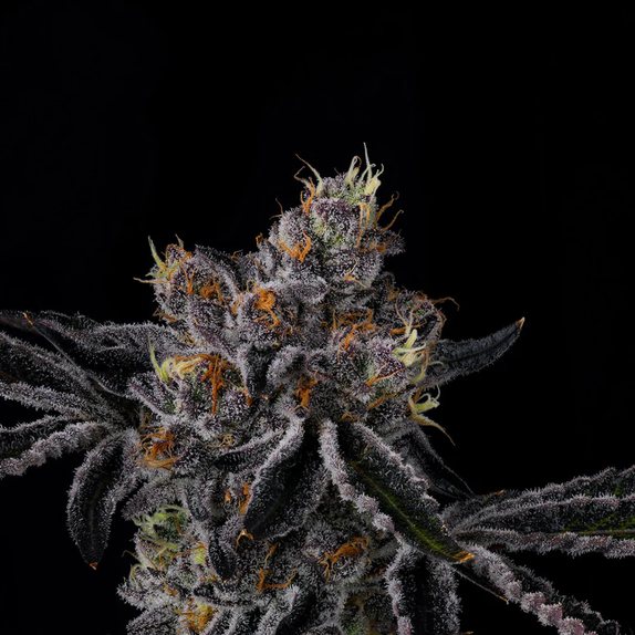Wizard Trees Genetics Fiestaz Cannabis Seeds