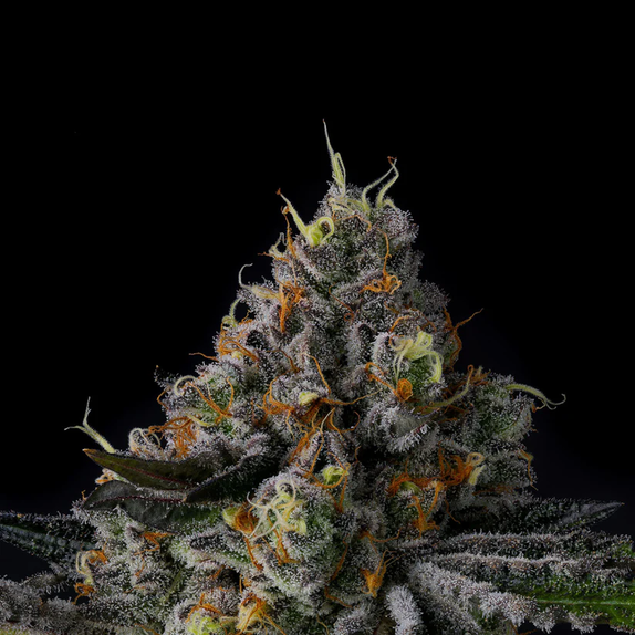 Wizard Trees Genetics Galactic Rainbow Cannabis Seeds