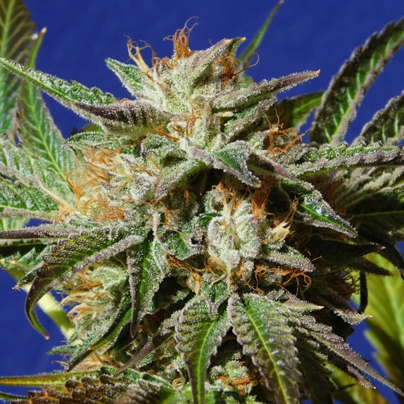 Gorilla Cookies Cannabis Seeds