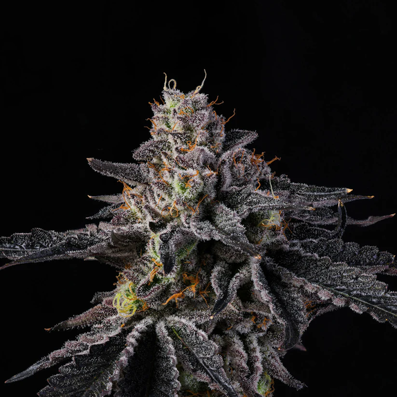 Wizard Trees Genetics Rainbow Gelato Cannabis Seeds