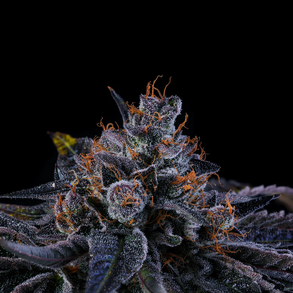 Wizard Trees Genetics Sherbzooka Cannabis Seeds