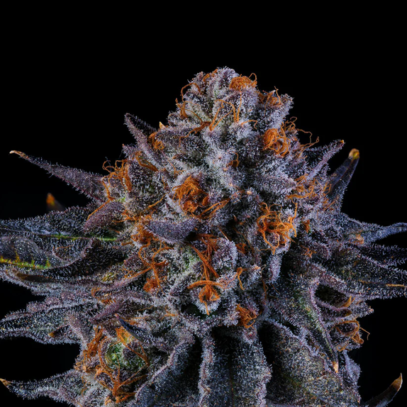 Wizard Trees Genetics Tea Time Cannabis Seeds