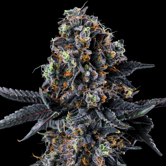 Wizard Trees Genetics White Soho Cannabis Seeds